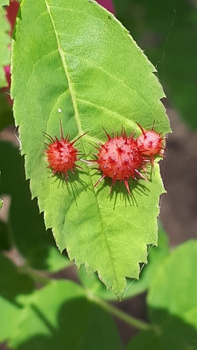 Spiny Leaf Gall Wasp