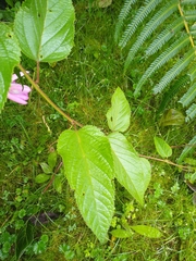 Passiflora tenerifensis