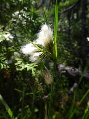 Eriophorum viridicarinatum
