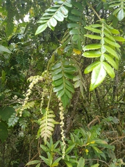 Weinmannia pubescens