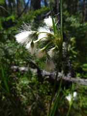 Eriophorum viridicarinatum