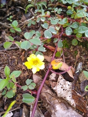 Oxalis medicaginea
