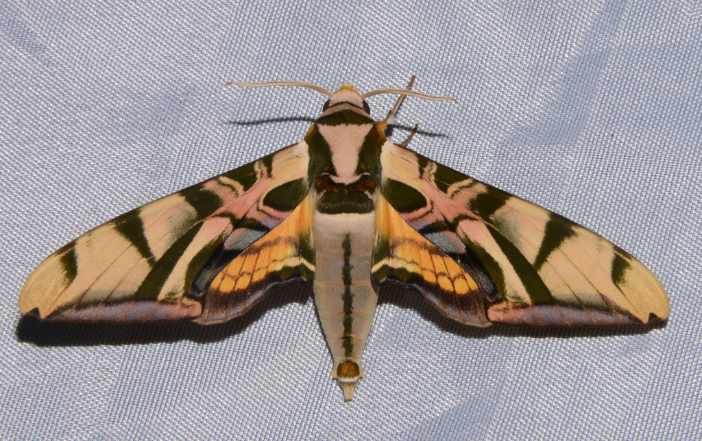 Batocnema