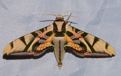 Batocnema coquerelii