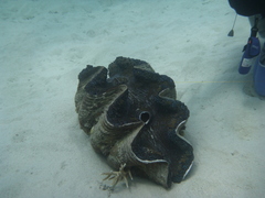Tridacna gigas