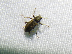 Stenelmis cheryl