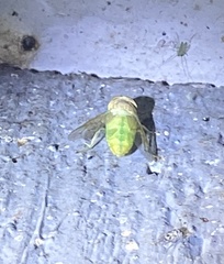 Tropiduchinae