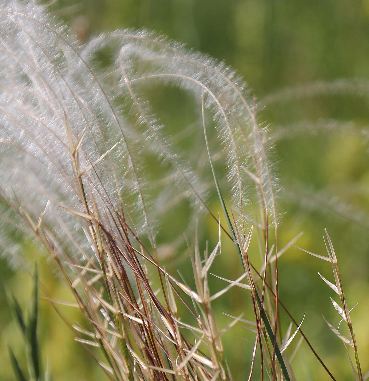 Stipa pennata