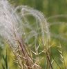 European Feather-Grass - Photo (c) Norbert Sauberer, some rights reserved (CC BY-NC), uploaded by Norbert Sauberer