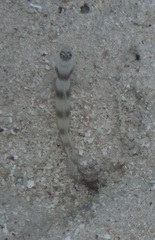 Amblyeleotris steinitzi