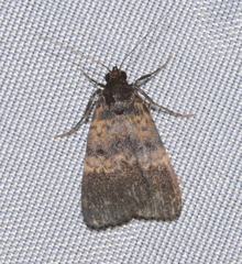 Hydrillodes uliginosalis