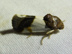 Tarache lactipennis