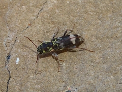 Xylotrechus colonus