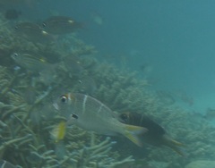Monotaxis heterodon