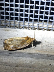 Olethreutes inornatana