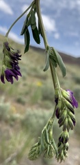 Medicago sativa sativa
