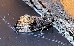 Gymnandrosoma punctidiscanum