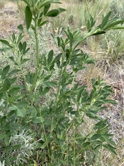 Medicago sativa sativa