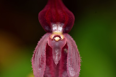 Pleurothallis phalangifera
