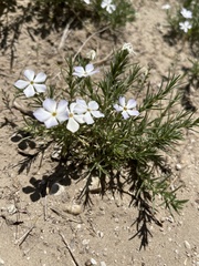 Phlox andicola