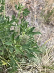 Medicago sativa sativa