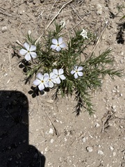 Phlox andicola