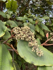 Miconia serrulata