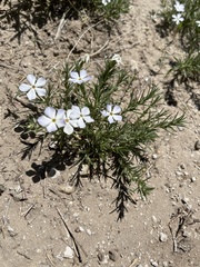 Phlox andicola