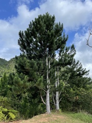 Pinus caribaea