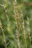 Needle Grasses - Photo (c) Norbert Sauberer, some rights reserved (CC BY-NC), uploaded by Norbert Sauberer