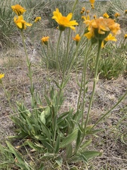 Arnica sororia