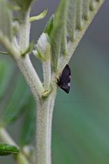 Enchenopa quadricolor