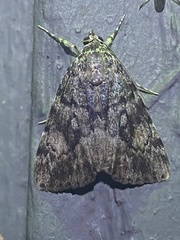 Catocala lineella