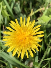 Taraxacum officinale