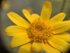 Arnica sororia