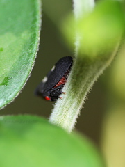 Enchenopa quadricolor