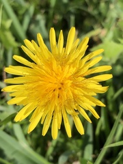 Taraxacum officinale