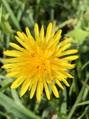 Taraxacum officinale