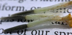 Arnica sororia