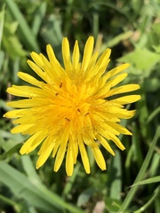 Taraxacum officinale