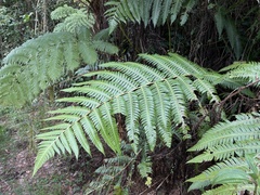 Cyathea horrida
