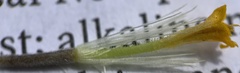 Arnica sororia