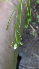 Arabis eschscholtziana