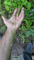 Arabis eschscholtziana