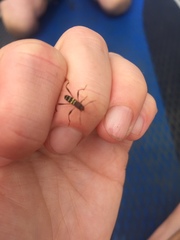 Neoclytus acuminatus