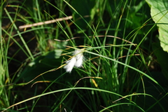 Eriophorum viridicarinatum