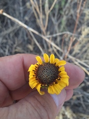 Helianthus ciliaris
