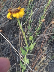 Helianthus ciliaris