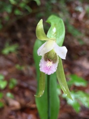 Cleistesiopsis
