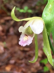 Cleistesiopsis